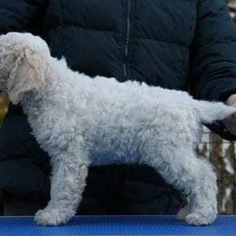 "Gillenias Catarina - 5 weeks old" Lagotto Romagnolo Puppies from Bella Fiore Lagottos
