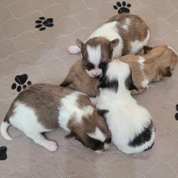 Chihuahua puppies from Seven Diamond Chihuahua's
