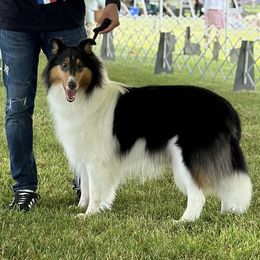 Rose - Collie