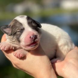 Freddie - White and gray male Great Pyrenees puppy in Sarasota, Florida from Sunquest Great Pyrenees
