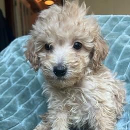 Clyde - Cream male Goldendoodle puppy in Lowville, New York from Adirondack Labradoodles