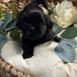Amari - Black female Shih Tzu puppy in Sherman, Texas from Shannon’s Sweet and Sassy Shih Tzu’s