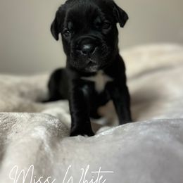 Cane Corso Puppies from Iron Will Cane Corso