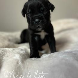 Cane Corso Puppies from Iron Will Cane Corso