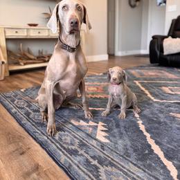 River - Silver gray male Weimaraner puppy in Riverside, Utah from Blue Phantom Kennels