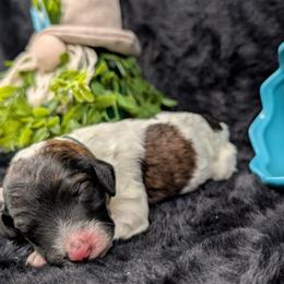 Poseidon - Sable male Poodle puppy in Mongomery, Texas from Celestial Jewels Poodles
