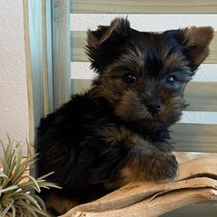 Boy 2 - Purple Collar - Black and tan Yorkshire Terrier puppy in Wesley Chapel, Florida from Stoneroad's Yorkies