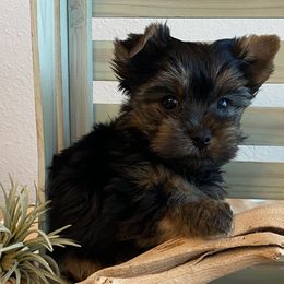 Boy 2 - Purple Collar - Black and tan Yorkshire Terrier puppy in Wesley Chapel, Florida from Stoneroad's Yorkies