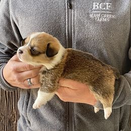 Winnie - Female 1 - Fawn female Pembroke Welsh Corgi puppy in Jefferson, South Carolina from Blue Creek Farms