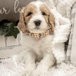 Goldendoodle Puppies from Best Doodles