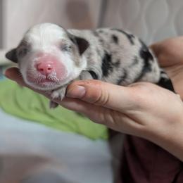 Blueberry - Blue merle female Toy Australian Shepherd puppy in Lakeland, Florida from Under the Oak Aussies
