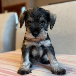 Lady Green - Salt and pepper female Miniature Schnauzer puppy in Wildomar, California from My Angel Schnauzers