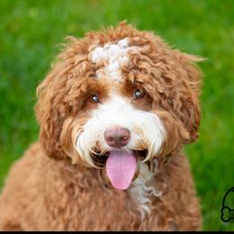 Domingo - Australian Labradoodle