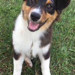 Australian Shepherds from Riverstone