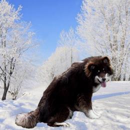 Reno - Alaskan Malamute