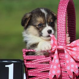 Cardigan Welsh Corgi and Pembroke Welsh Corgi Puppies from QueenE Corgi Farm