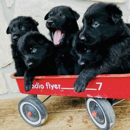 German Shepherd Puppies from Bryan German Shepherds