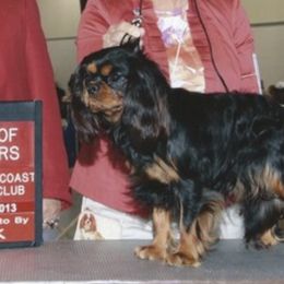 Brittanys and Cavalier King Charles Spaniels from Lori Bennett's Pups