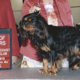 Brittanys and Cavalier King Charles Spaniels from Lori Bennett's Pups