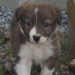 JAWZ - Brindle male Border Collie puppy in Berkeley Springs, West Virginia from Sagehill Agility