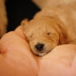 "Goldendoodle born 2/6/2020" Goldendoodle, Golden Retriever, and Sheepadoodle Puppies from Guppy Puppies