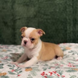 Bigger cream boy - Black and white male Boston Terrier puppy in Madera Acres, California from Muggin Bostons Terriers and Mini Dachshund