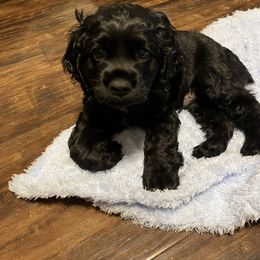 Cocker Spaniel All Grown Up from Gambles Cocker Spaniels