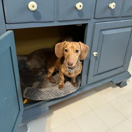 Dachshund Puppies from Salchi Dog miniature dachshunds