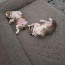 Honeydew - White and fawn female Pembroke Welsh Corgi puppy in Fort Collins, Colorado from Sweet Tooth Companions