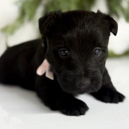 Lily - Black female Scottish Terrier puppy in Mount Joy, Pennsylvania from K&M Kennel
