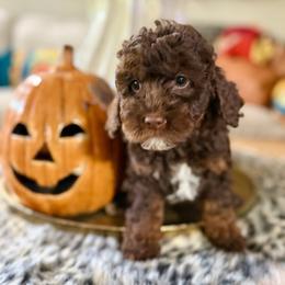 Purple Collar Girl - Phantom female Goldendoodle puppy in San Augustine, Texas from Vintage Doodles