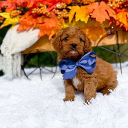 Griffin - Red male Cavapoo puppy in North Carolina from NC Doodle Puppies