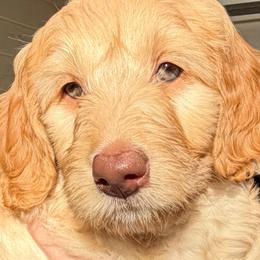 Goldendoodle Puppies from Rosie's Doodle Den