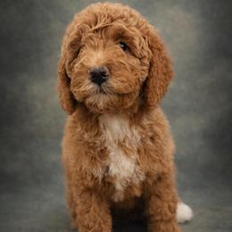 Adele - Apricot female Goldendoodle puppy in Lancaster, California from Kid's Best Doodle