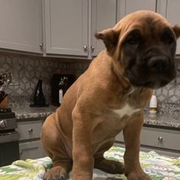 Cane Corso from Winter Cane Corso's