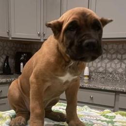 Cane Corso from Winter Cane Corso's