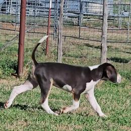 Boy 2 - White and red male American Foxhound puppy in Weatherford, Texas from Carben Copy’s American Foxhounds