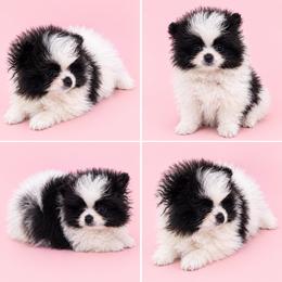 Strawberry - Black parti female Pomeranian puppy in Middlefield, Ohio from Twice The Love Pomeranians