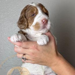 Mocha - Chocolate female Goldendoodle puppy in Murrieta, California from Apricot Poodles & Goldendoodles, LLC