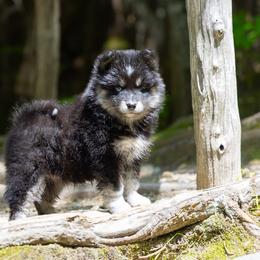 Pomsky Puppies from New World Pomskies