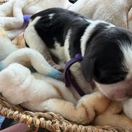 Purple - Black white and tan female English Springer Spaniel puppy in Cleburne, Texas from Powers English Springer Spaniels