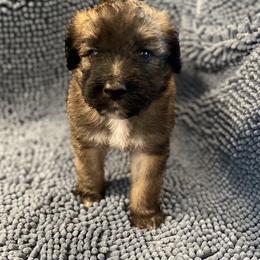 Green collar - Brown and white male Saint Berdoodle puppy in Saint Joseph, Missouri from Home Raised St. Berdoodles