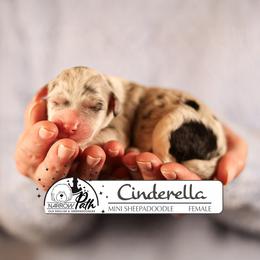 CInderelle - Blue merle and white female Sheepadoodle puppy in Cleveland, Tennessee from Narrow Path Old English & Sheepadoodles
