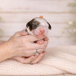 Orange Collar Esther - Merle female Bernedoodle puppy in Camden, North Carolina from Fleury Farm Doodles NC