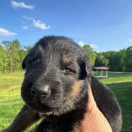 Red - Black and tan female German Shepherd puppy in Grand Rivers, Kentucky from Von Frieden German Shepherds LLC
