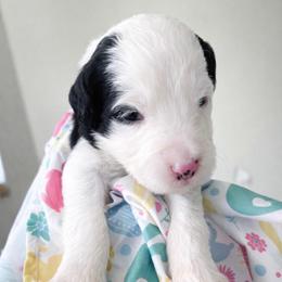 Ireland - Black and white female Sheepadoodle puppy in Rocky Point, North Carolina from CelticDoods