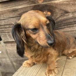 Tipsy - Dachshund