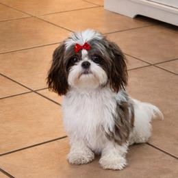Betty - Shih Tzu