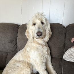 Abbey - Goldendoodle