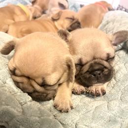 French Bulldog Puppies from White Hippo Frenchies